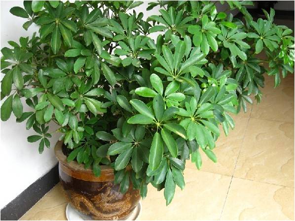 凈化室內空氣功效最顯著的植物