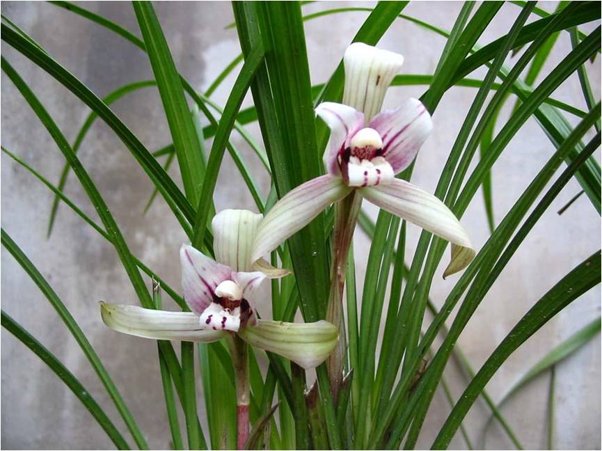 凈化室內空氣功效最顯著的植物