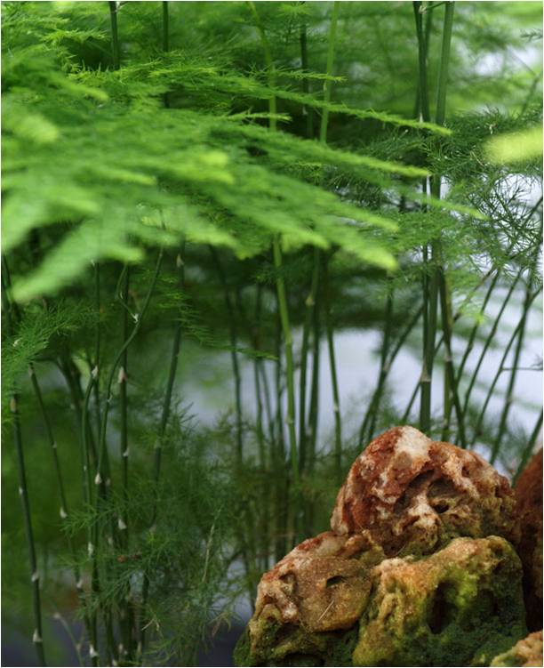 凈化室內空氣功效最顯著的植物