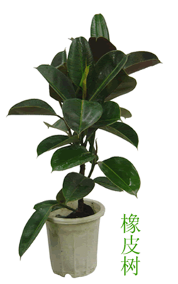 凈化室內空氣功效最顯著的植物